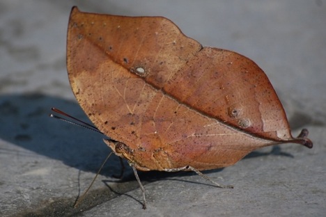 leaf-butterfly