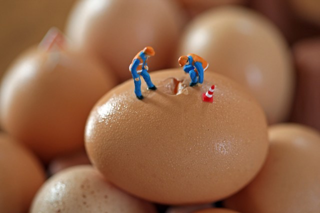 egg crack crew 24x36