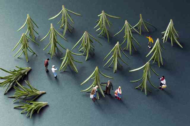 rosemary-xmas-tree-shopping-1024px_slide-f706908fb179f53398cd64de9f07c589ff2df879-s6-c30
