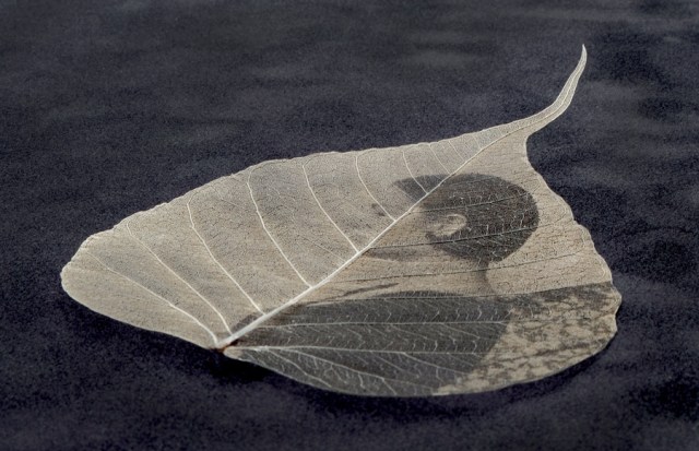 Leaf_Closeup2