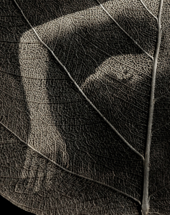 TedPreuss_Tranquil_Closeup